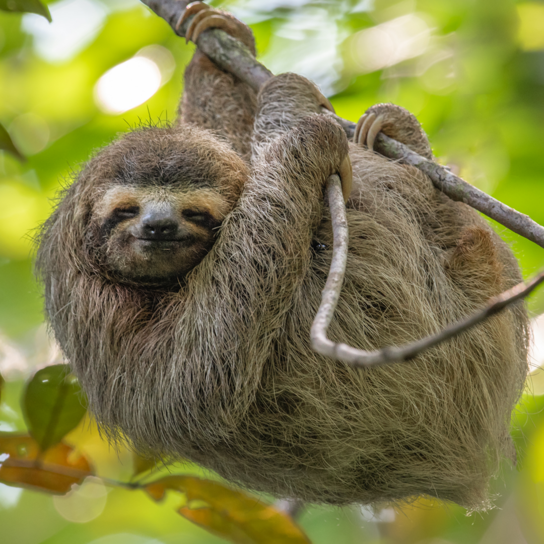 Un voyage d'immersion à Costa Rica